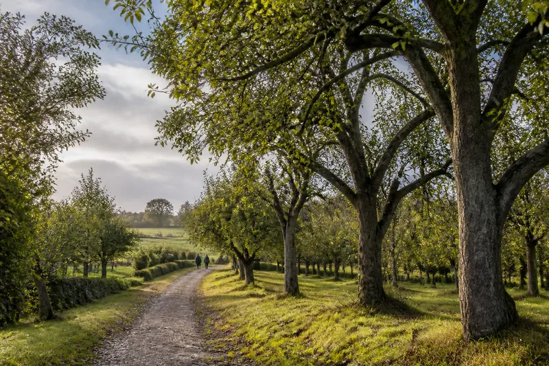 Wandelpad door een Nederlandse boomgaard